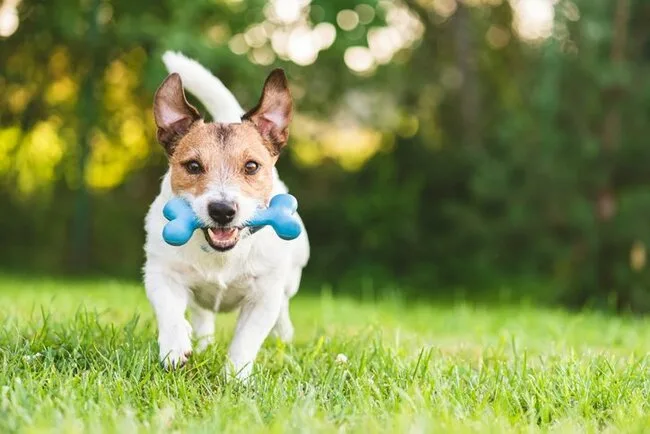 Products to train pets