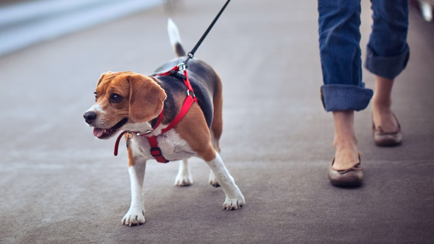 leashes and harnesses for dogs