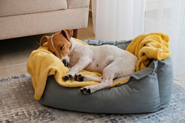 Pet bedding options